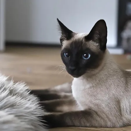 בית הארחה Bakkehuset 3*