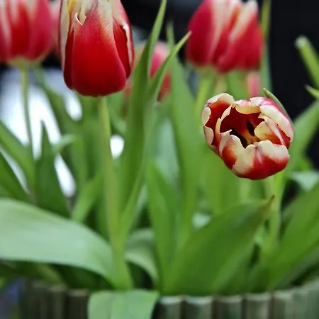 בית הארחה Bakkehuset 3*