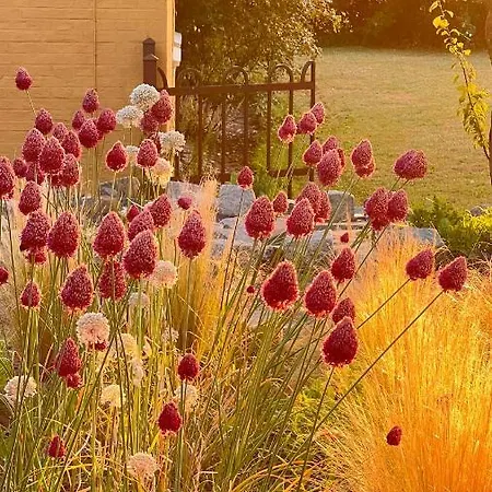 בית הארחה Bakkehuset