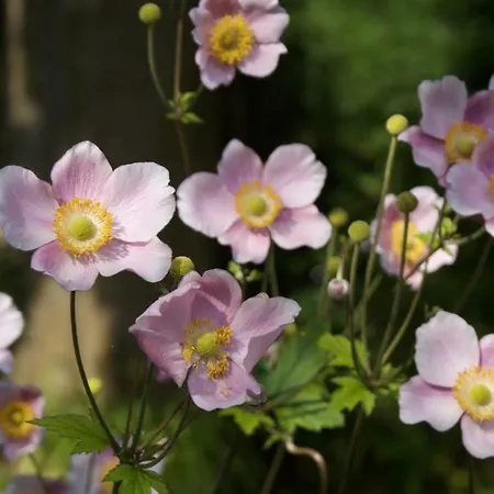 בית הארחה Bakkehuset