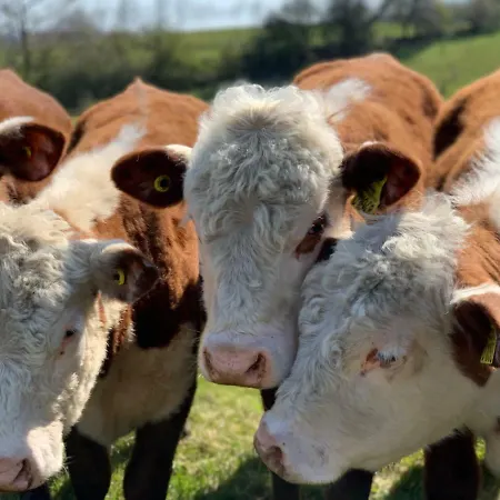 Bakkehuset בית הארחה